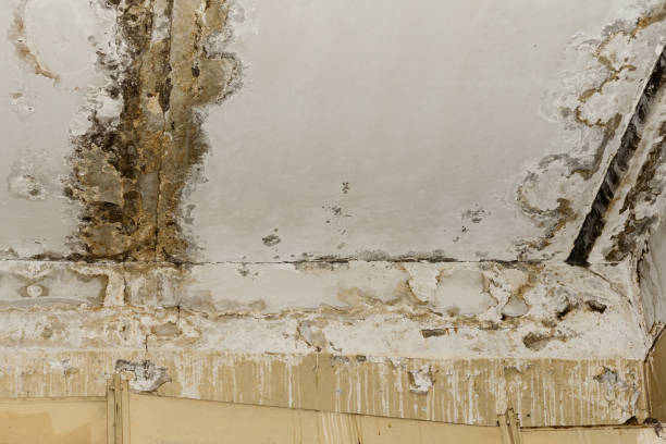 Best Water damage cleanup near me  in USA